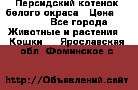 Персидский котенок белого окраса › Цена ­ 35 000 - Все города Животные и растения » Кошки   . Ярославская обл.,Фоминское с.